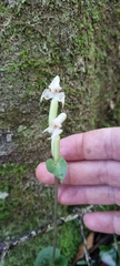 Disperis lindleyana