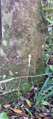 Disperis lindleyana