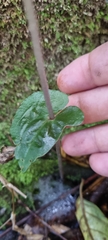 Disperis lindleyana