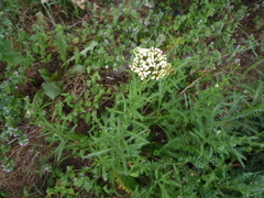 Achillea inundata