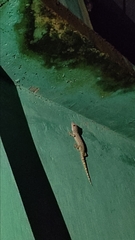 Gekko gecko