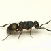 Myrmecomimesis - Photo (c) tjeales, some rights reserved (CC BY-SA), uploaded by tjeales