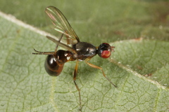 Nemopoda nitidula
