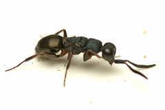 Myrmecomimesis