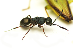Myrmecomimesis