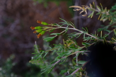 Hertia pallens