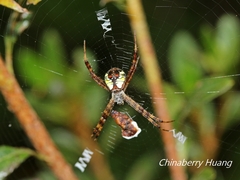 Argiope perforata