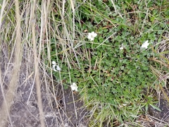 Geranium sibbaldioides sibbaldioides
