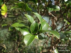 Camellia brevistyla