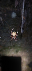 Araneus venatrix