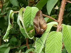 Drucina leonata