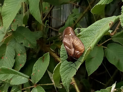 Drucina leonata