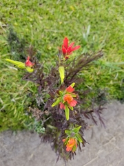 Castilleja fissifolia