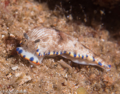 Dermatobranchus caeruleomaculatus