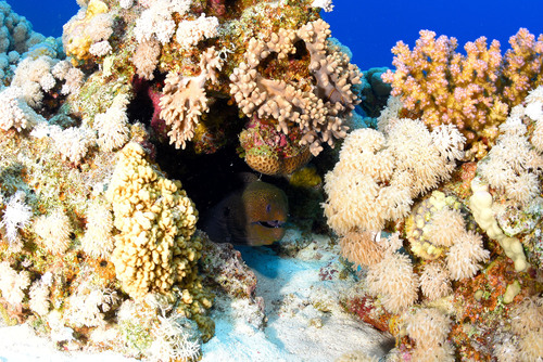 Giant Moray — seen at this dive site