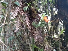 Fernandezia