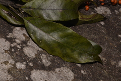 Ehretia acuminata acuminata