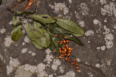 Ehretia acuminata acuminata