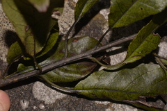 Ehretia acuminata acuminata