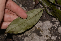 Ehretia acuminata acuminata