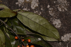 Ehretia acuminata acuminata