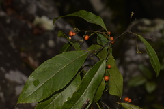 Ehretia acuminata acuminata