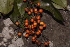 Ehretia acuminata acuminata