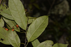Ehretia acuminata acuminata