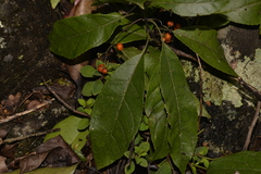 Ehretia acuminata acuminata
