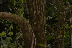 Ehretia acuminata acuminata