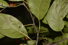 Ehretia acuminata acuminata