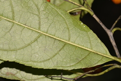 Ehretia acuminata acuminata