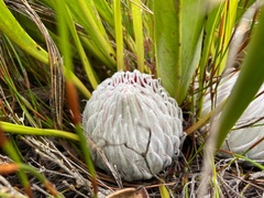 Protea cryophila