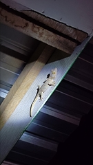 Gekko gecko