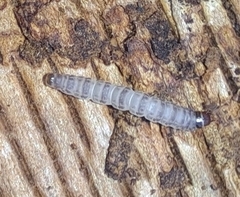 Hepialoidea