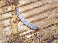 Hepialoidea