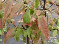 Camellia brevistyla
