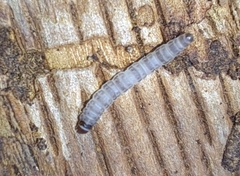 Hepialoidea