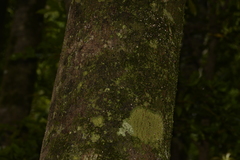 Cryptocarya bidwillii