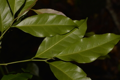 Cryptocarya bidwillii