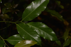 Cryptocarya bidwillii