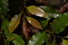 Cryptocarya bidwillii