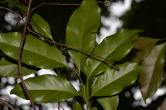 Cryptocarya bidwillii