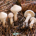 Cystoderma carcharias - Photo (c) Nicolò Oppicelli,  זכויות יוצרים חלקיות (CC BY-NC), uploaded by Nicolò Oppicelli