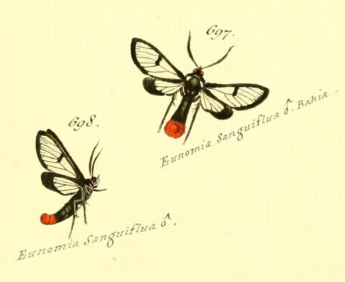 Clystea andromacha