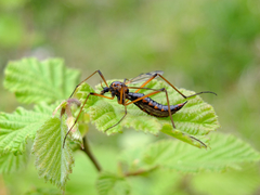 Dictenidia bimaculata