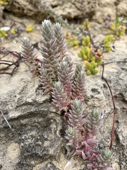 Chenolea diffusa