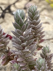 Chenolea diffusa