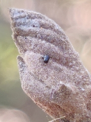 Hormaphis hamamelidis