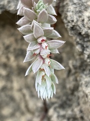 Chenolea diffusa